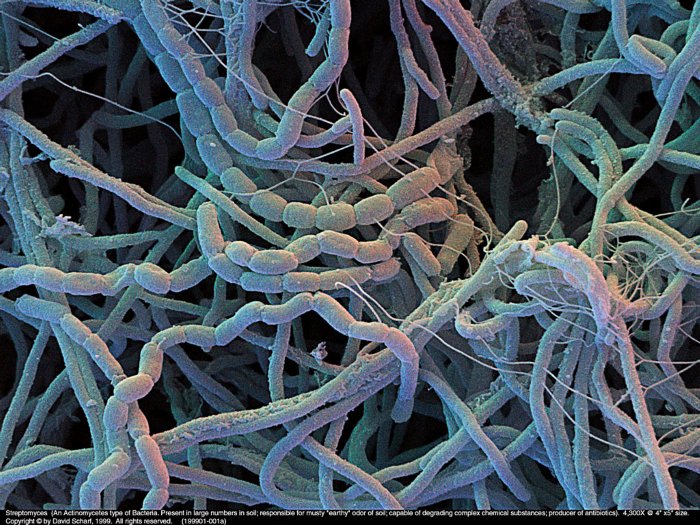 199901-001a-Streptomyces1