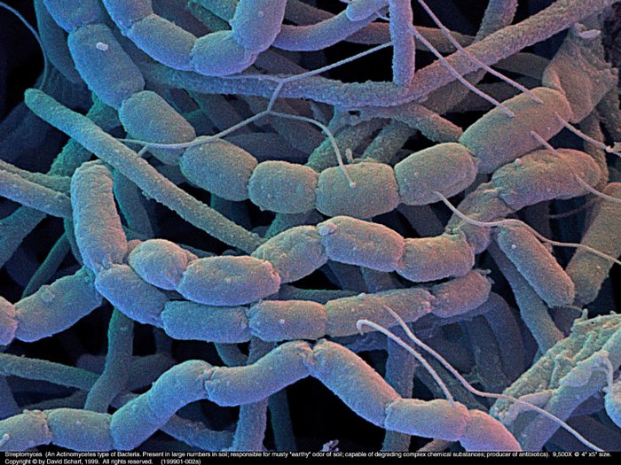 199901-002a-Streptomyces1