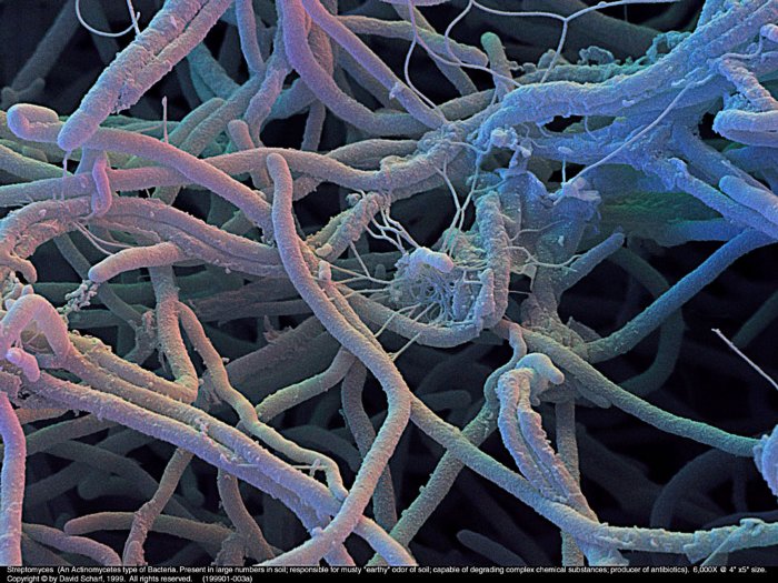 199901-003a-Streptomyces1