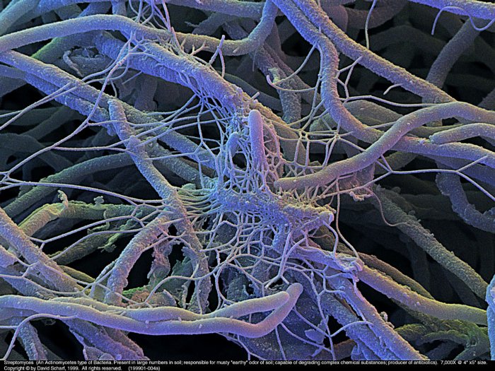 199901-004a-Streptomyces1