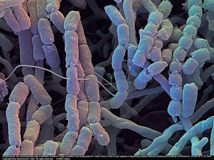 199901-006a-Streptomyces1