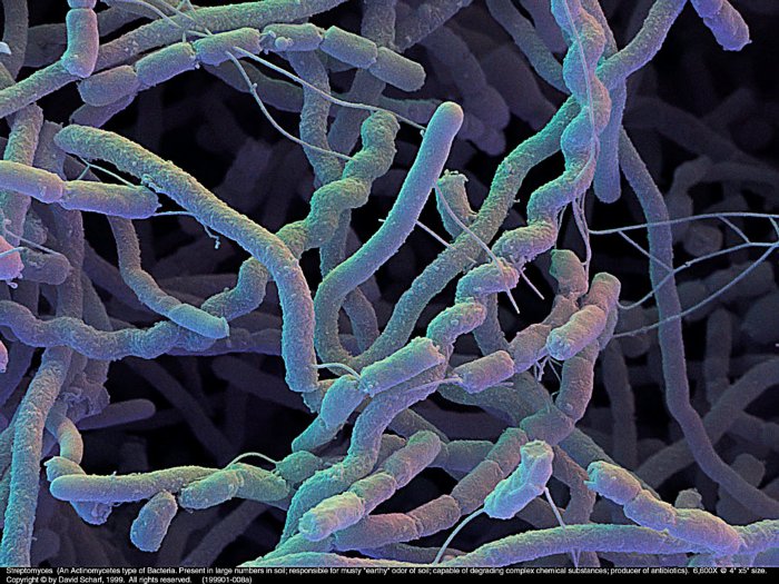199901-008a-Streptomyces1