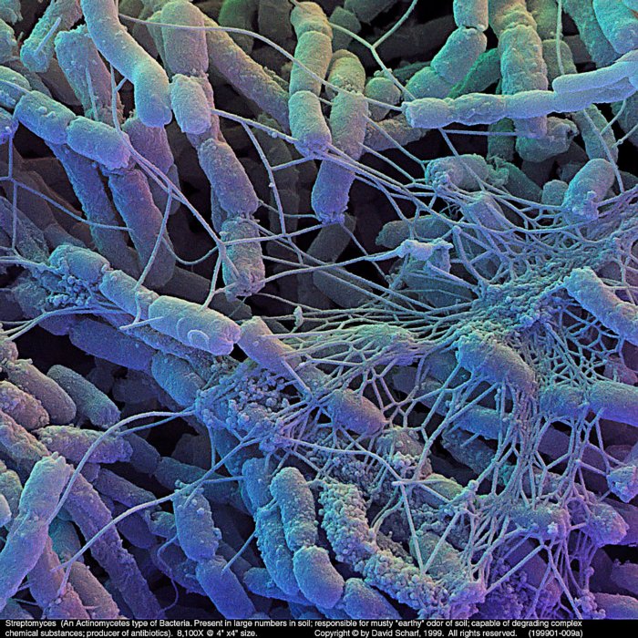 199901-009a-Streptomyces1