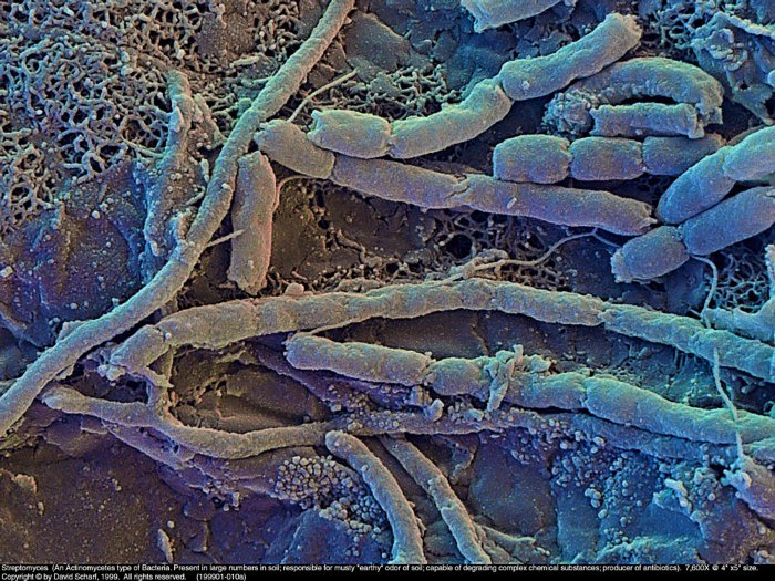 199901-010a-Streptomyces1