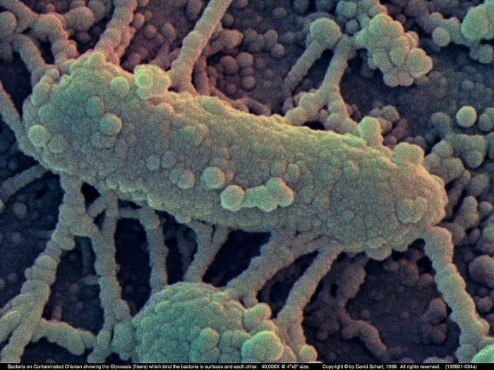 199901-034a-Bacteria1