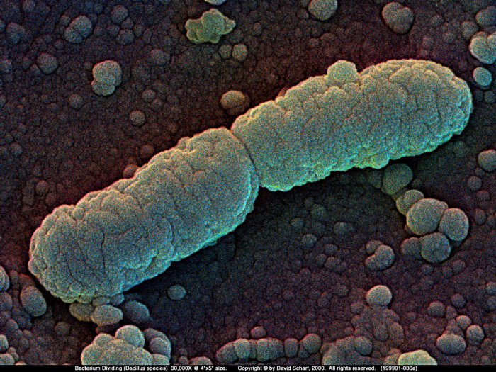 199901-036a-Bacterium1