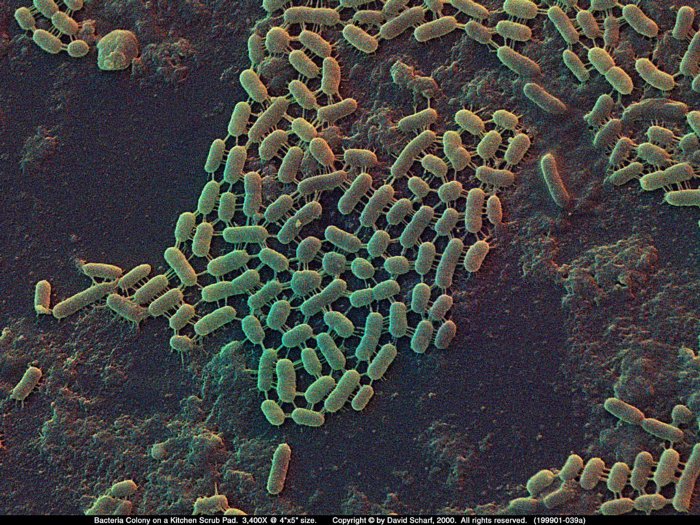 199901-039a-Scrubpad-Bacteria1