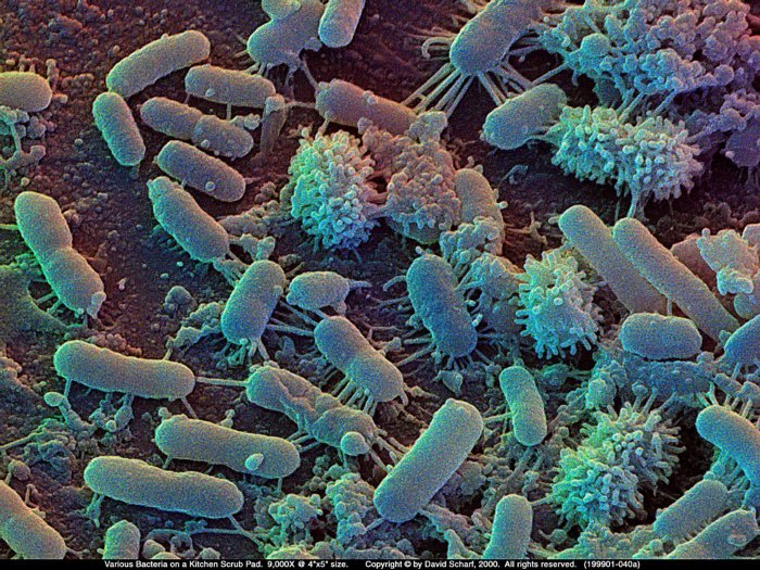 199901-040a-Scrubpad-Bacteria1