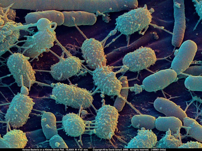 199901-045a-Scrubpad-Bacteria1