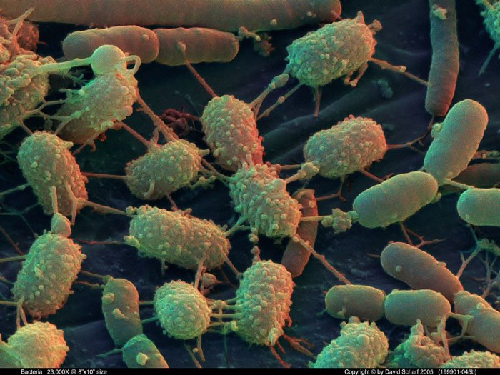 199901-045b-Bacteria1