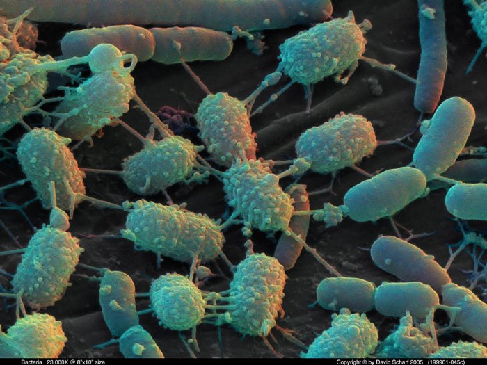 199901-045c-Bacteria1