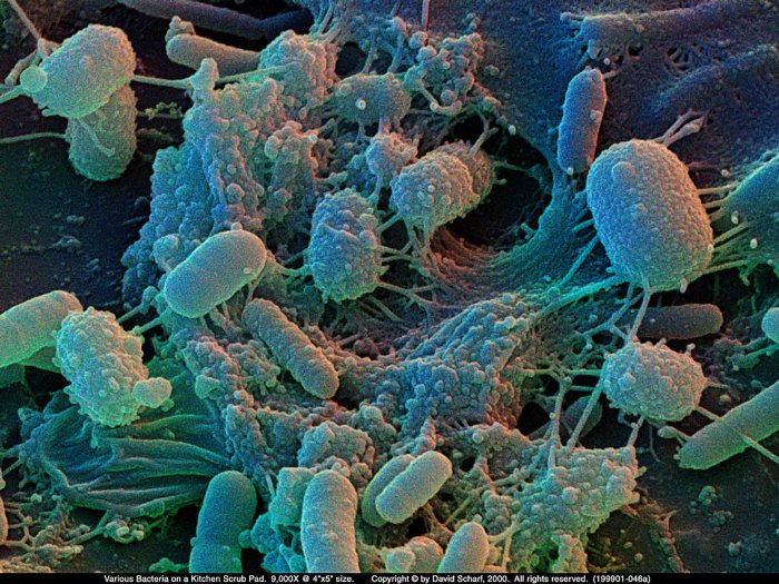 199901-046a-Scrubpad-Bacteria1