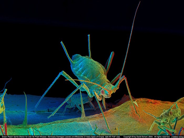 199902-025a-Aphid1