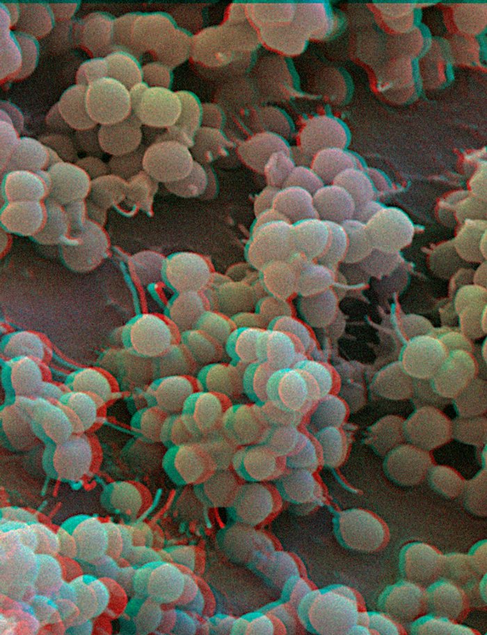 199902-026-3D-Staphylococcus1