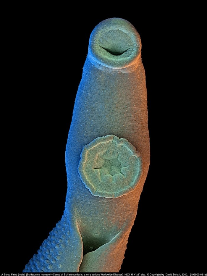 199902-031a-Schistosome-M1