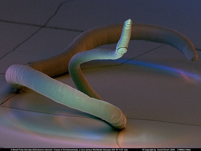 199902-036a-Schistosome-F1