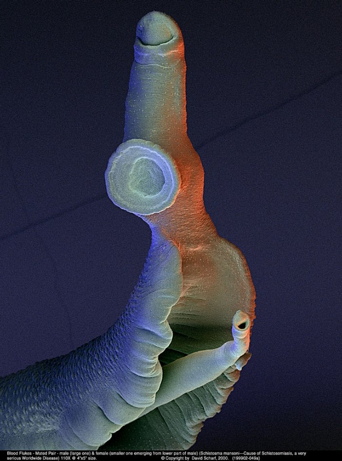 199902-049a-Schistosome-Pr1