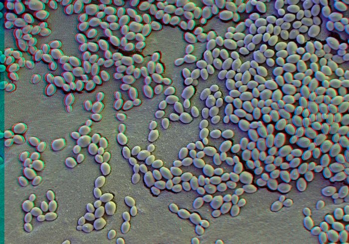 199907-005-3D-Yeast-Cells1