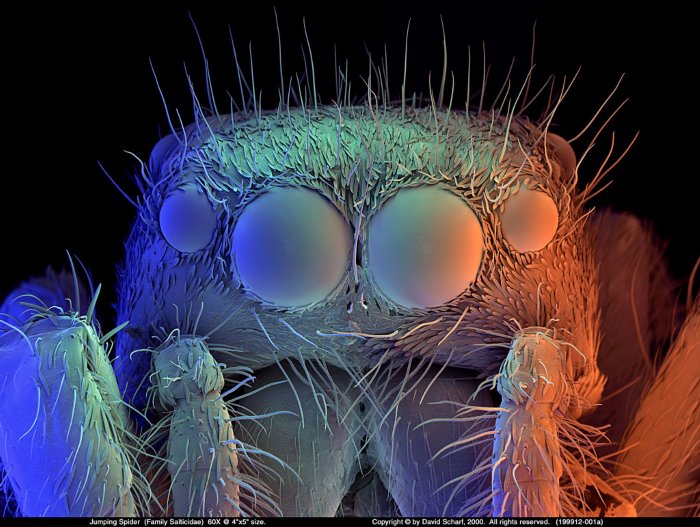 199912-001a-Jumping-Spider1