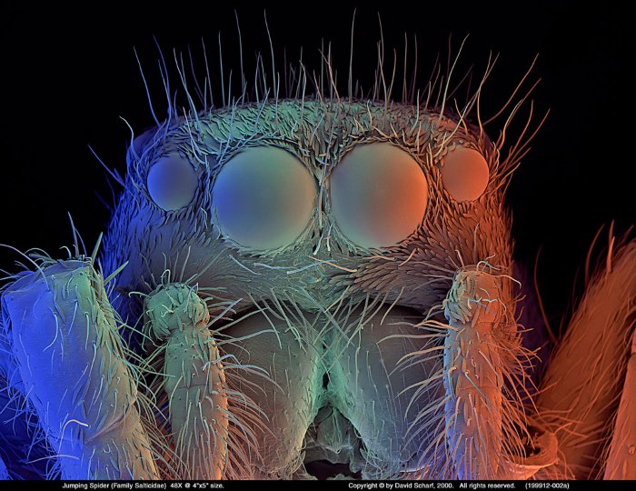 199912-002a-Jumping-Spider1
