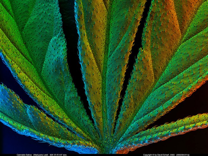 200209-011a-Cannabis-Leaf1