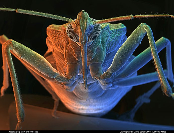 200605-034a-Kissing-Bug
