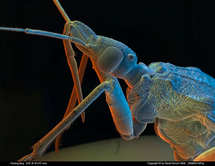 200605-037a-Kissing-Bug1