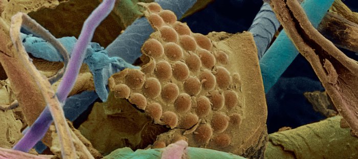 Unknown-Insect-Eye-in-a-Dust-Ball1