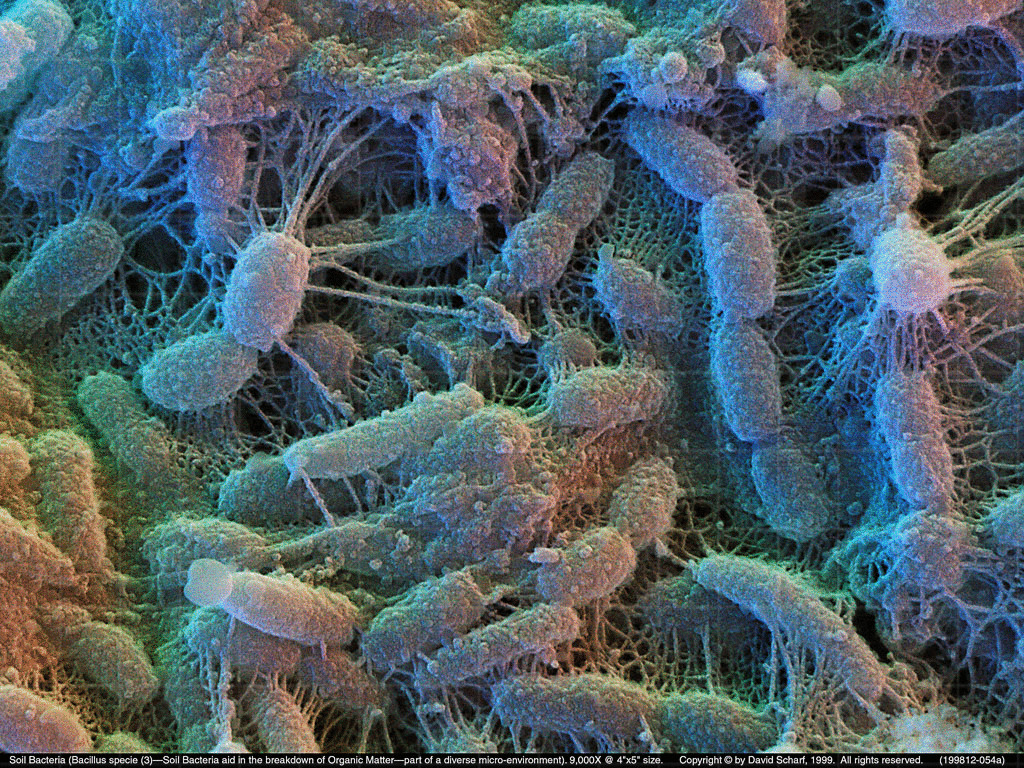 Жива культура бактерии. Патогенные микроорганизмы, обитающие в почве. Эпифитная микробиота – микроорганизмы. Болезнетворные бактерии бациллы. Почвенные болезнетворные бактерии.